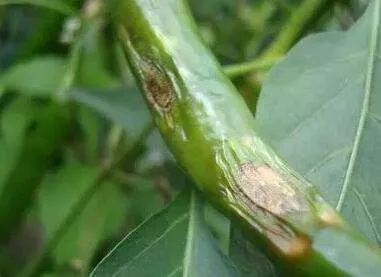 用了這么多年殺菌劑，還是三氯異氰尿酸最管用——物美價廉，病菌全殺